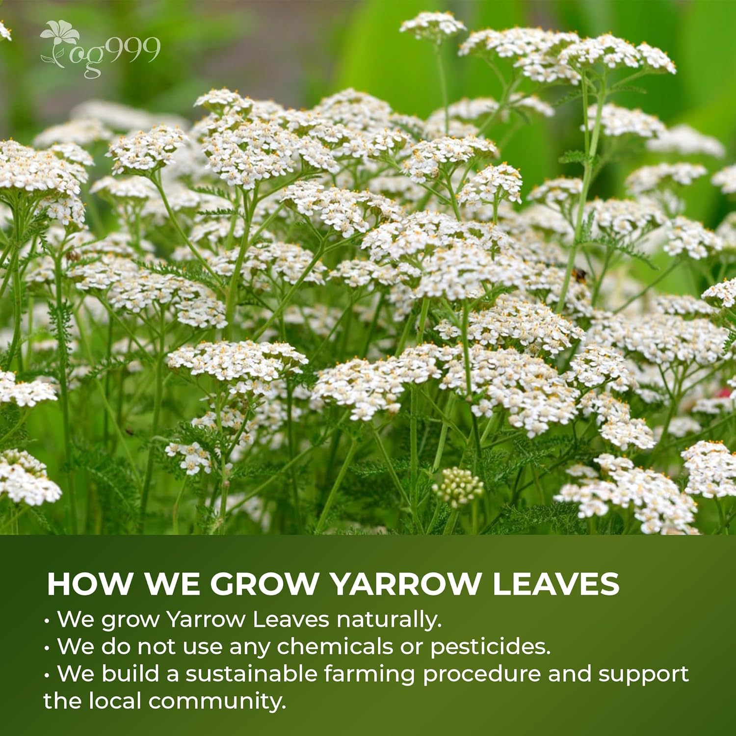 Premium Yarrow Tea Leaves | Naturally Aromatic, Freshly Packed Loose Leaf Yarrow