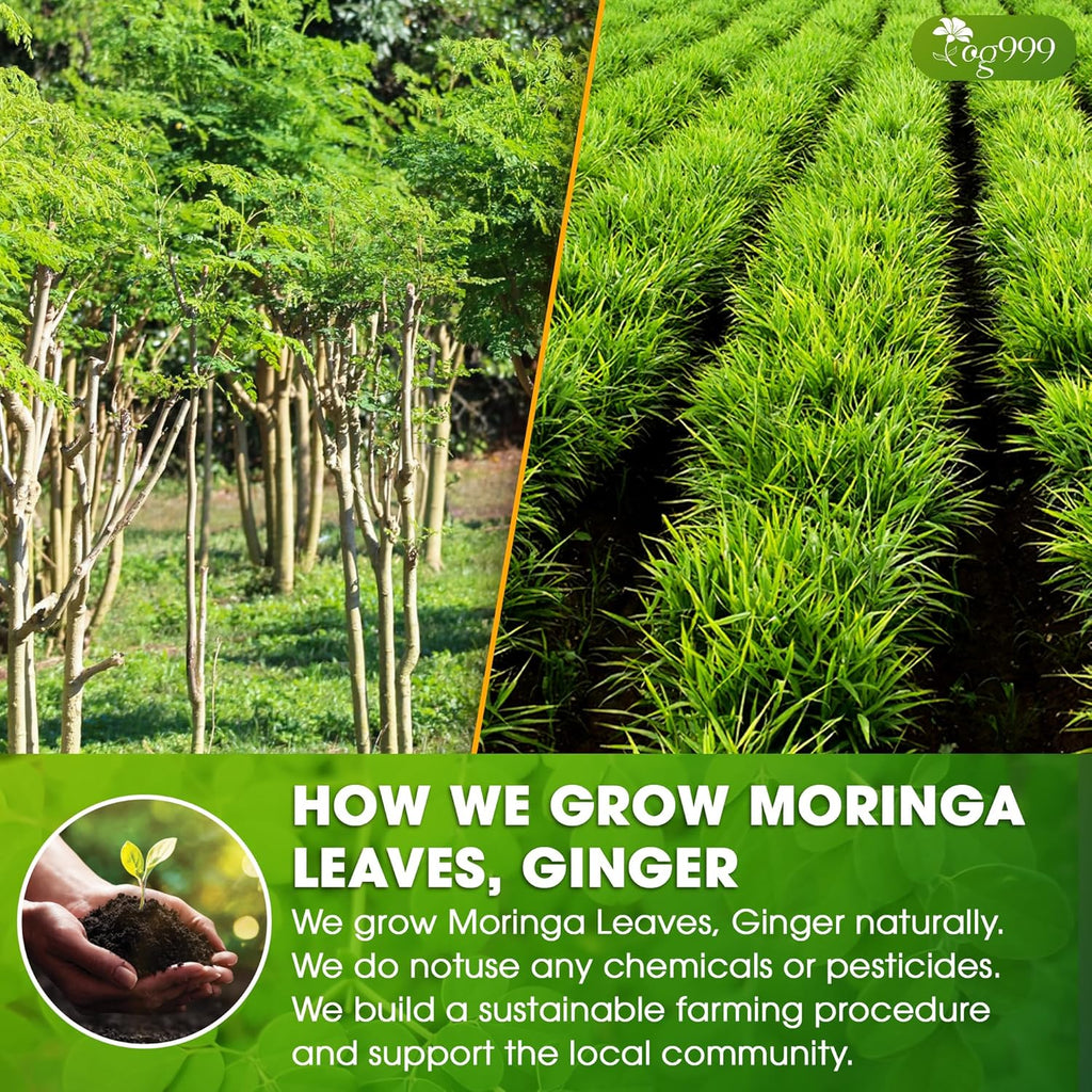Premium Moringa Ginger Herbal Tea