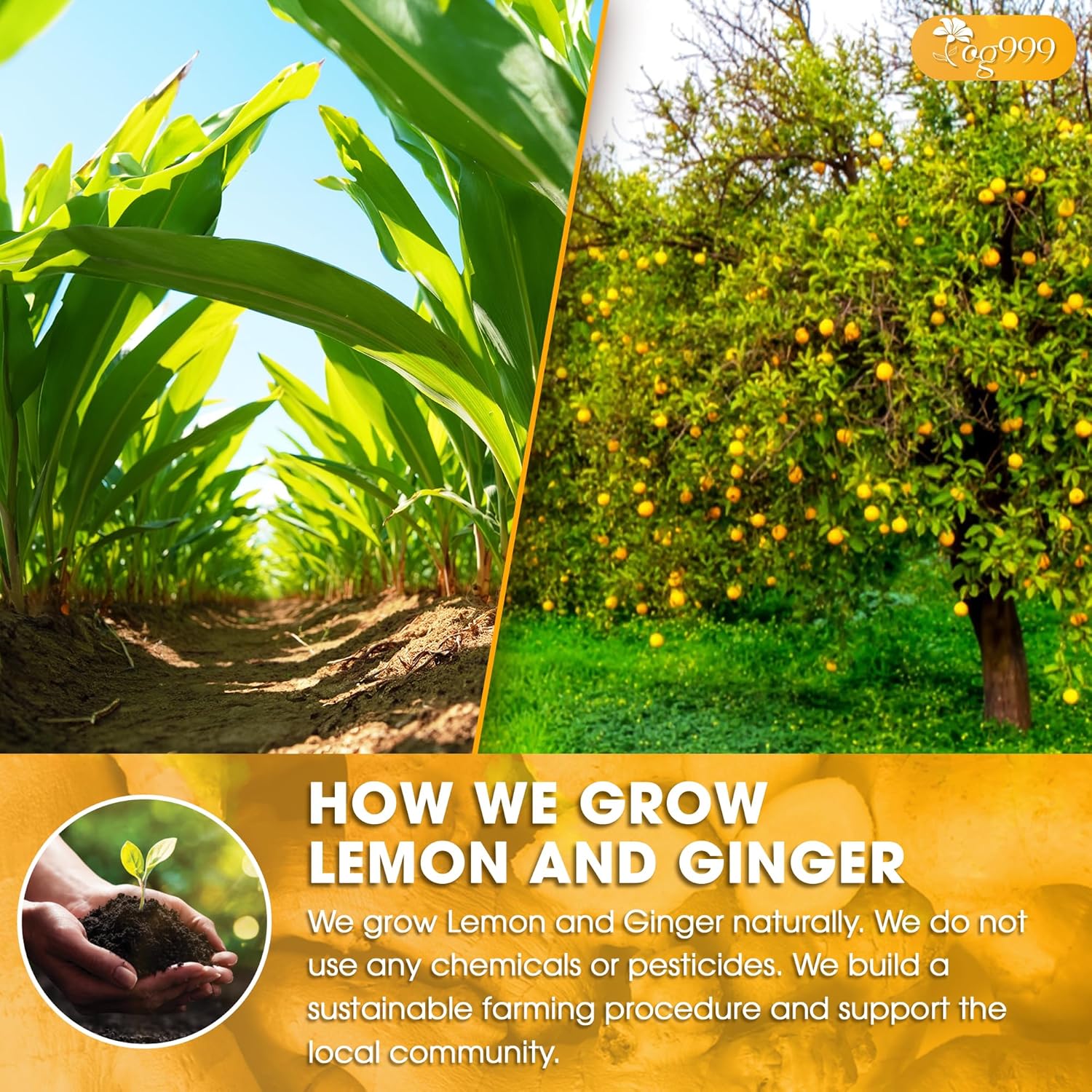 Premium Lemon, Ginger Herbal Blend Tea Bag | Improve Digestion, Support Brain, Weight, Skin and Sleep, Eco-Conscious Tea Bags