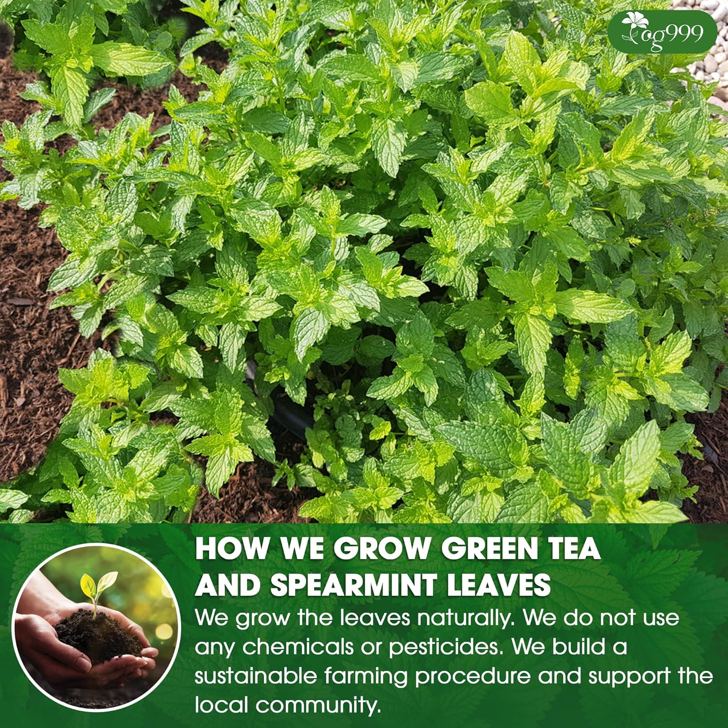 Premium Moroccan Mint Green Tea | Traditional Green Tea with Spearmint –  Premium Quality Herbal Blend.