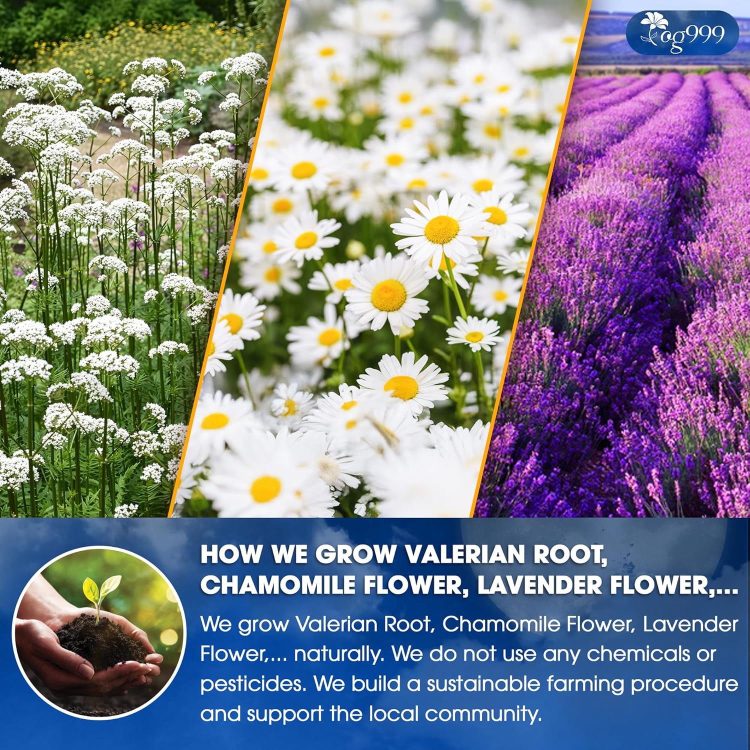Premium Valerian Tea, Made From Valerian Root, Chamomile flower, Lavender flower Loose Leaf Herbal Tea. Made with Natural Material Tea Bags. No Sugar, No Caffeine, No Gluten, Vegan.