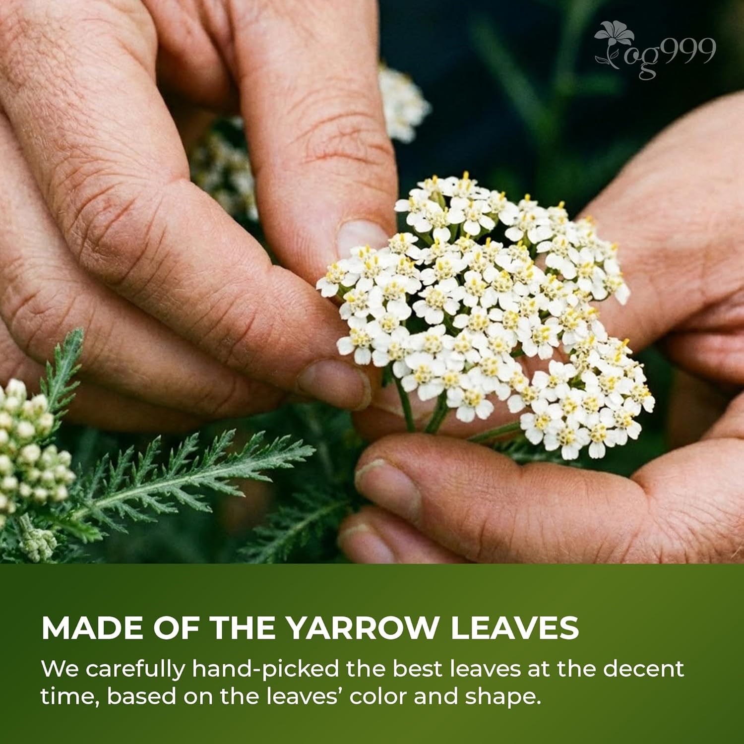 Premium Yarrow Tea Leaves | Naturally Aromatic, Freshly Packed Loose Leaf Yarrow