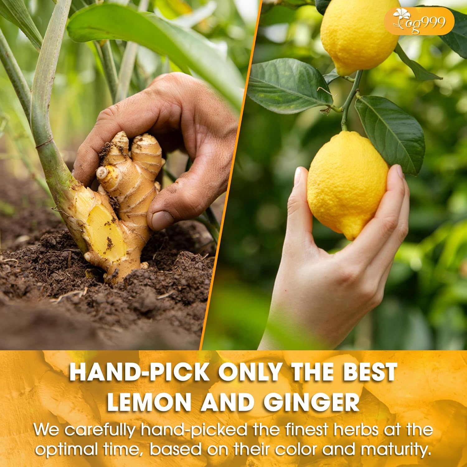Premium Lemon, Ginger Herbal Blend Tea Bag | Improve Digestion, Support Brain, Weight, Skin and Sleep, Eco-Conscious Tea Bags