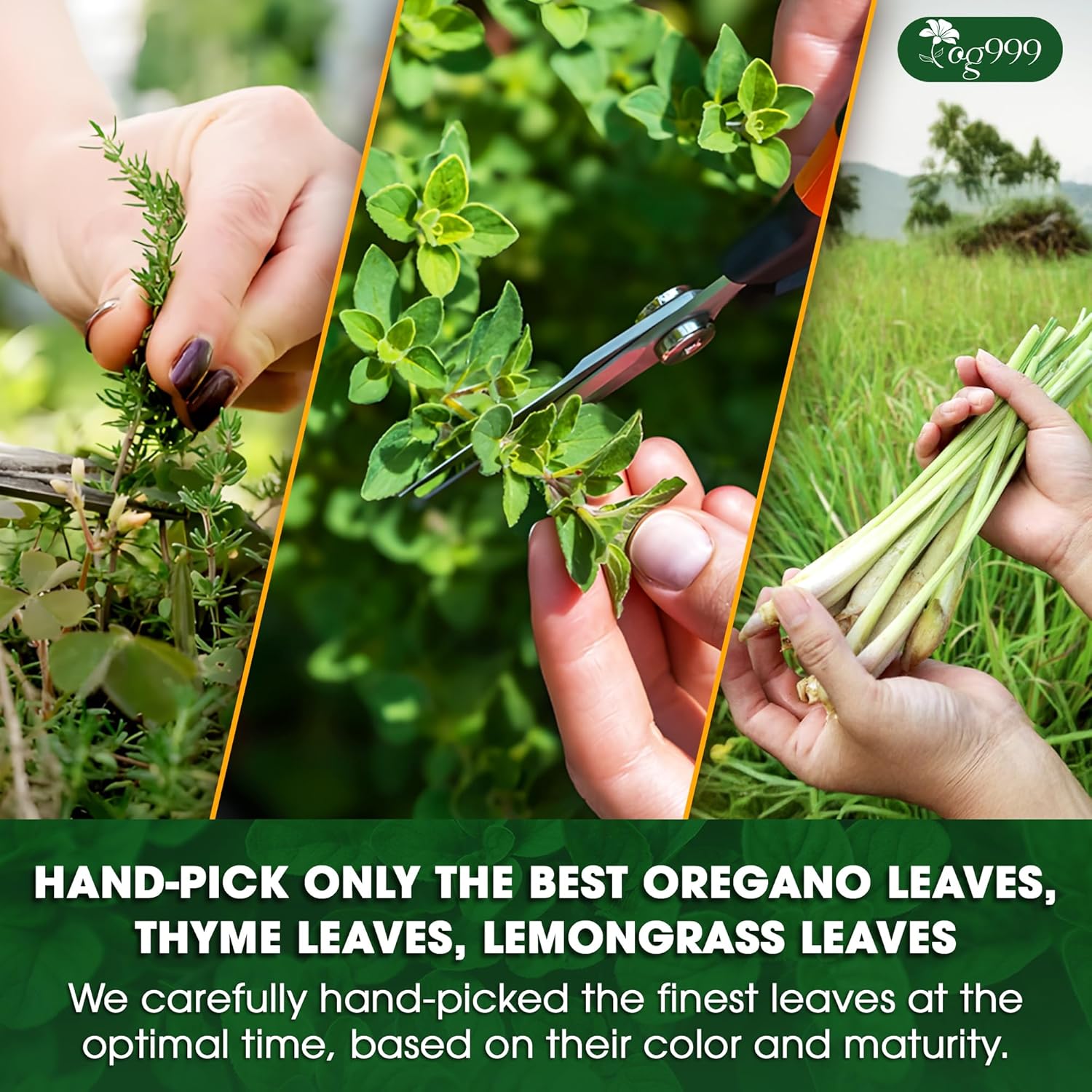 Premium Oregano Herbal Tea with Jasmine-Like Notes | Blend of Oregano, Thyme & Lemongrass