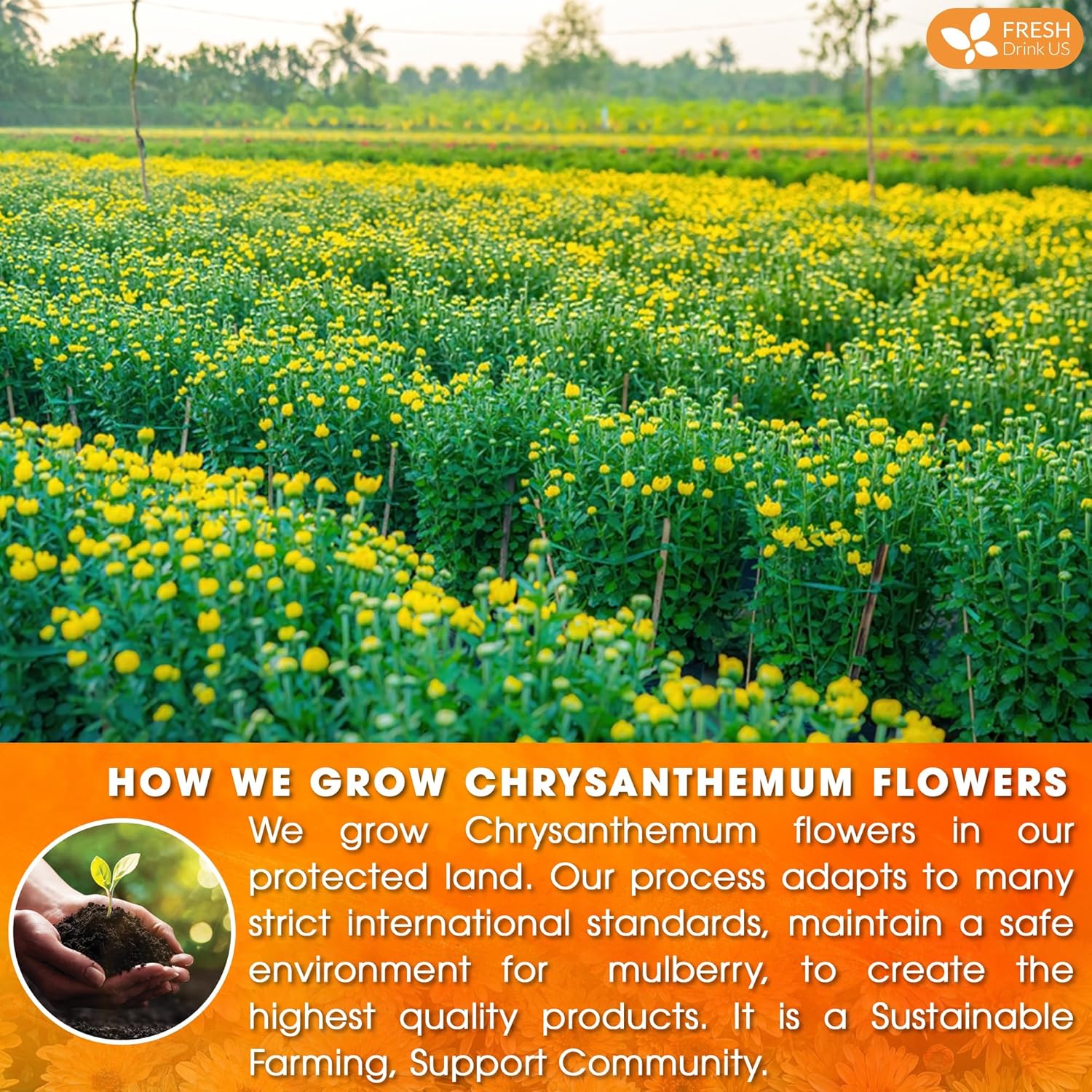 Premium 75 Chrysanthemum Flower Tea Bags