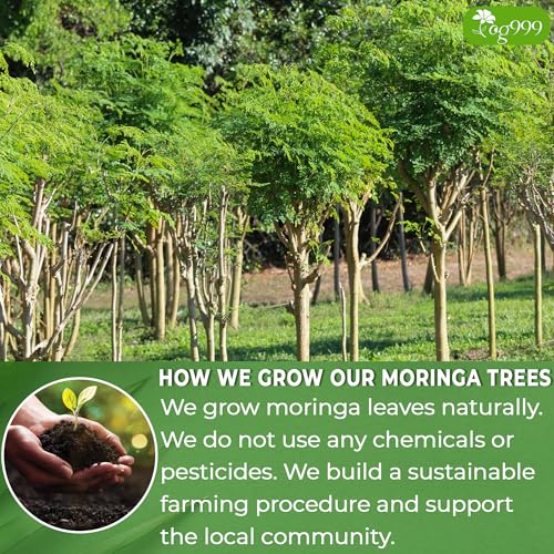 Turmeric & Moringa Wellness Duo – Turmeric Ginger Cinnamon Tea & Moringa Leaf Tea Bags for Daily Balance