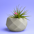 Geometric Air Plant Holder